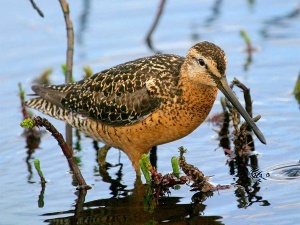 Кулик — описание болотной перелетной птицы с длинным клювом, виды, где обитает, питание, фото